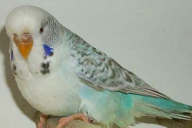 What is a fallow budgie?