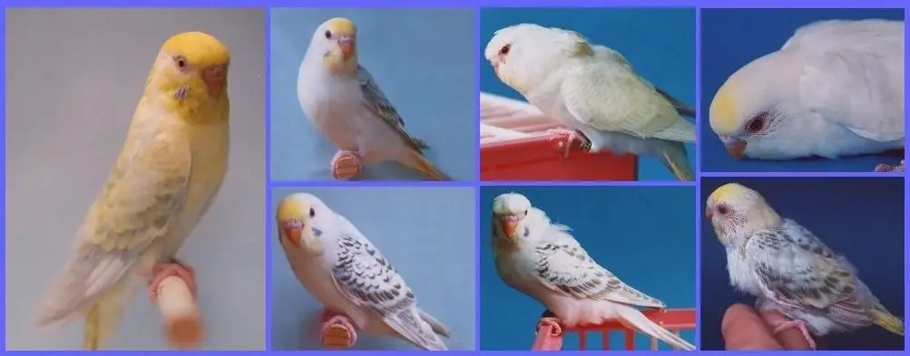 What is a fallow budgie?