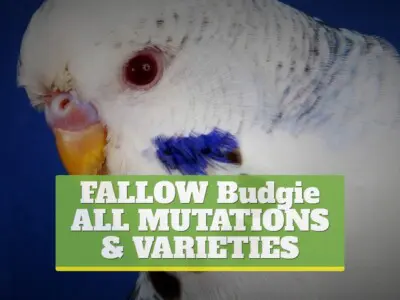 What is a fallow budgie? [ALL MUTATIONS & VARIETIES]