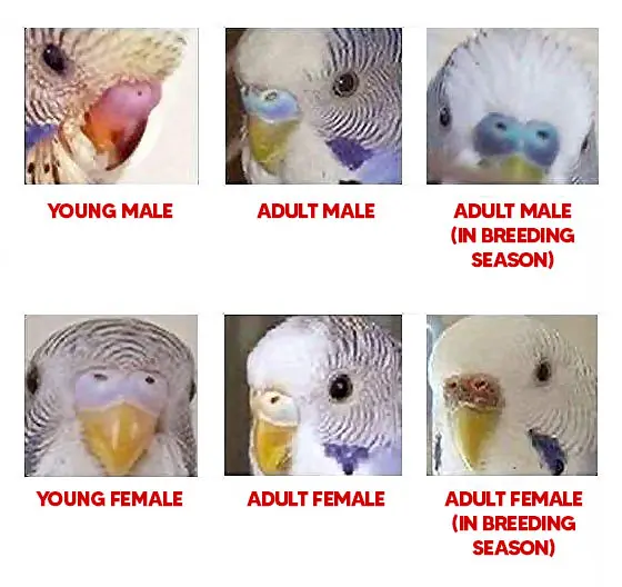 Why is my budgie’s cere turning brown?