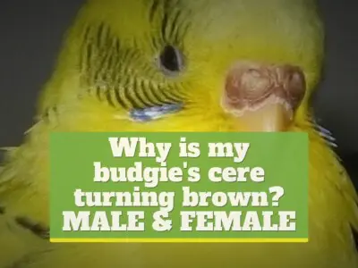 Why is my budgie’s cere turning brown? [MALE & FEMALE]
