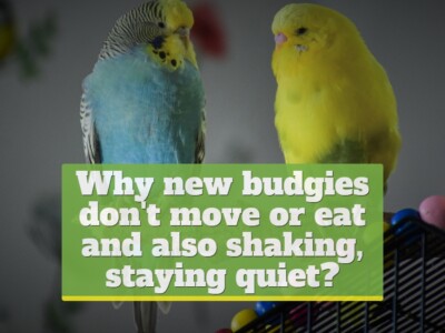 Why new budgies don’t move or eat and also shaking, staying quiet?