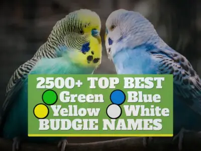 2500+ TOP BEST green, blue, yellow, white budgie names