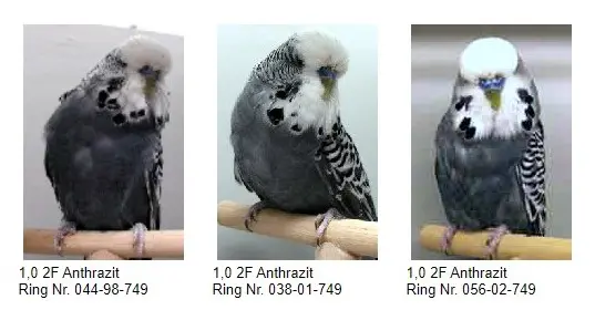 Anthracite budgies