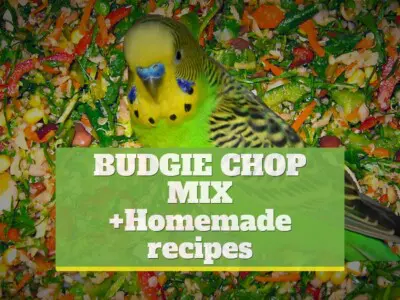 Budgie chop mix [+Homemade recipes]