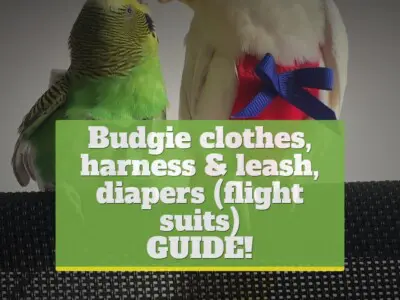 Budgie clothes, harness & leash, diapers (flight suits) [GUIDE!]