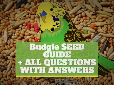 Budgie seed guide [+ALL QUESTIONS WITH ANSWERS]