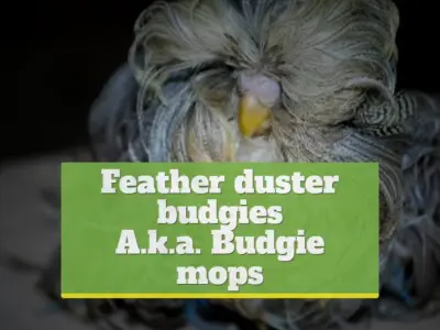 Feather duster budgies [Budgie mops]