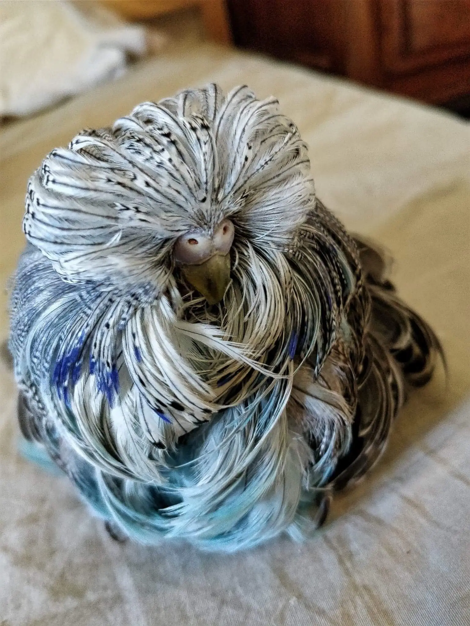 Feather duster budgie photo
