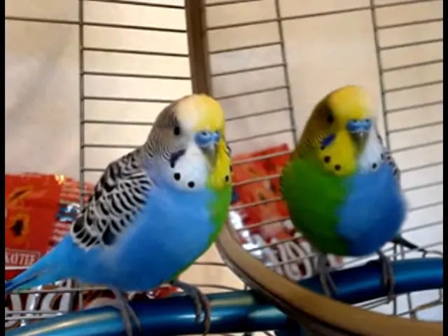 Half-sider budgies