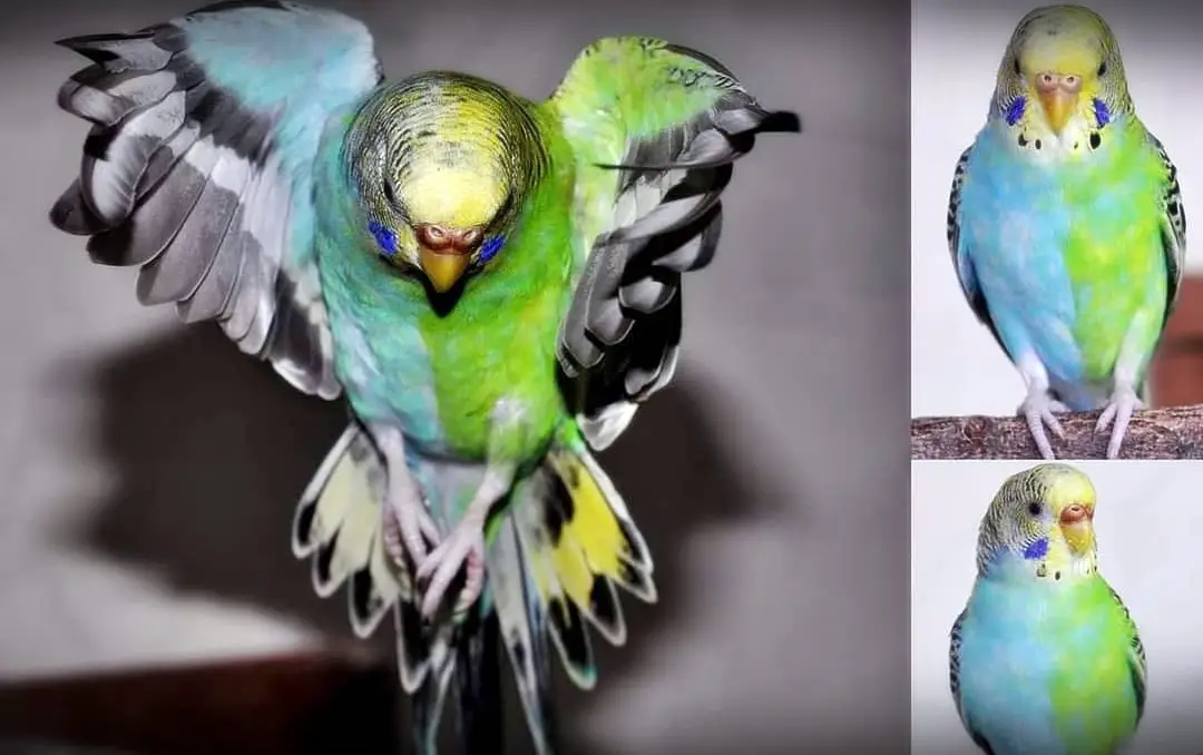Half-sider budgies [+WITH EXAMPLES]