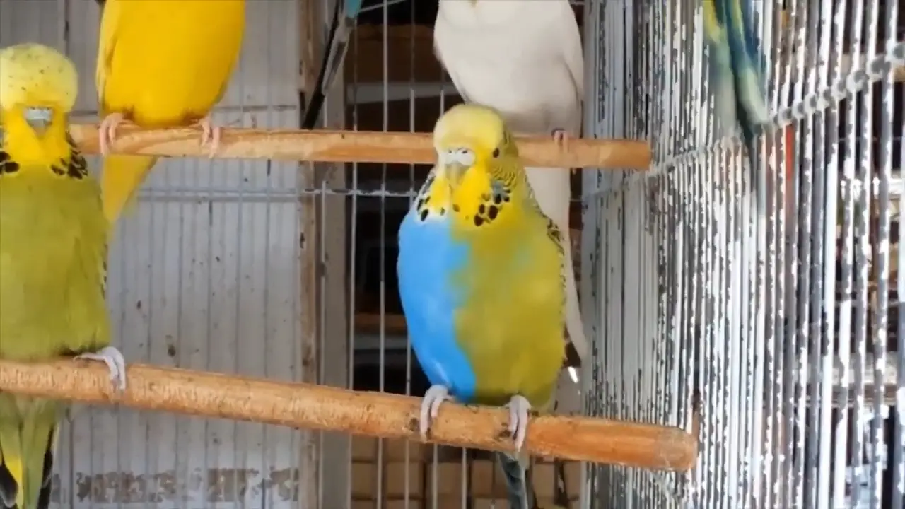 Half-sider budgies [+WITH EXAMPLES]