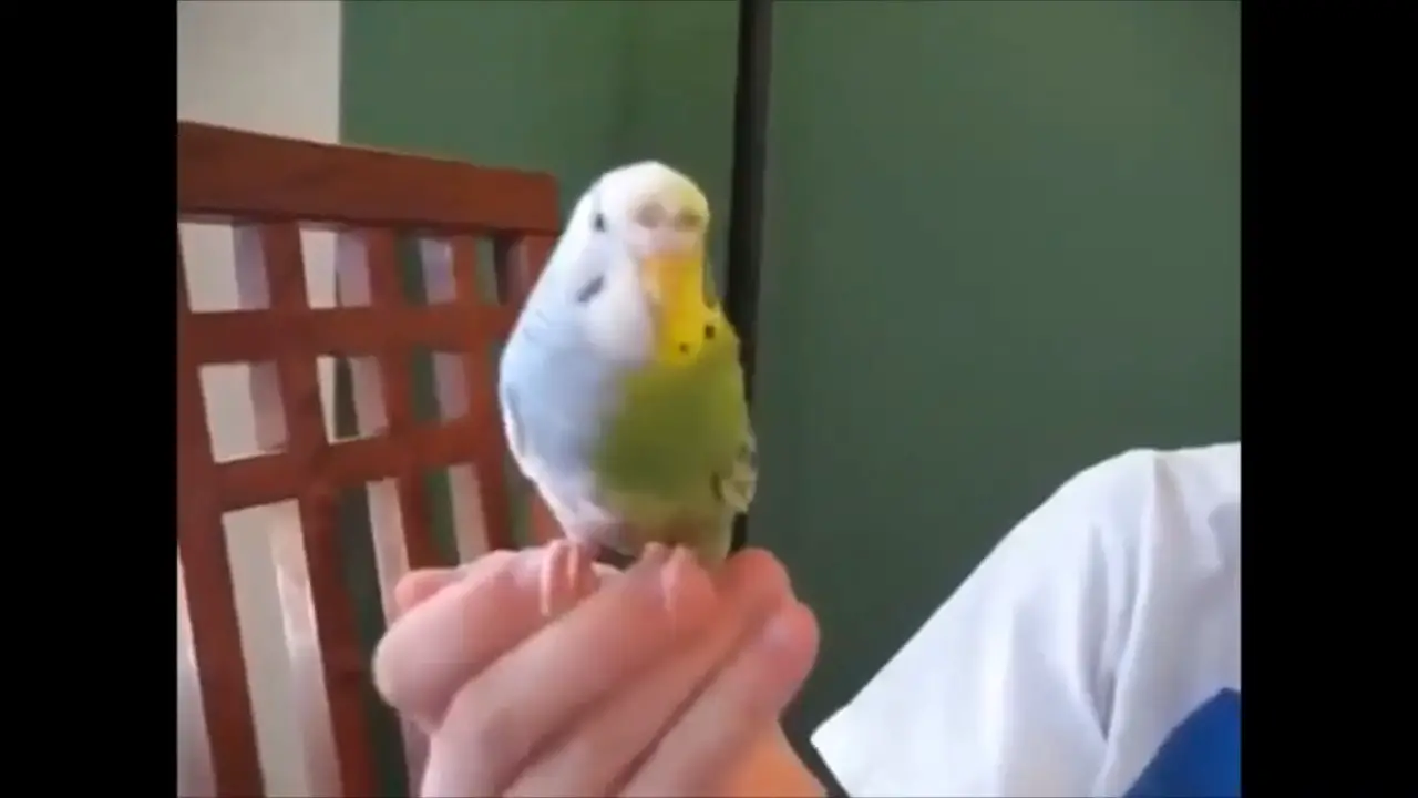 Half-sider budgies [+WITH EXAMPLES]
