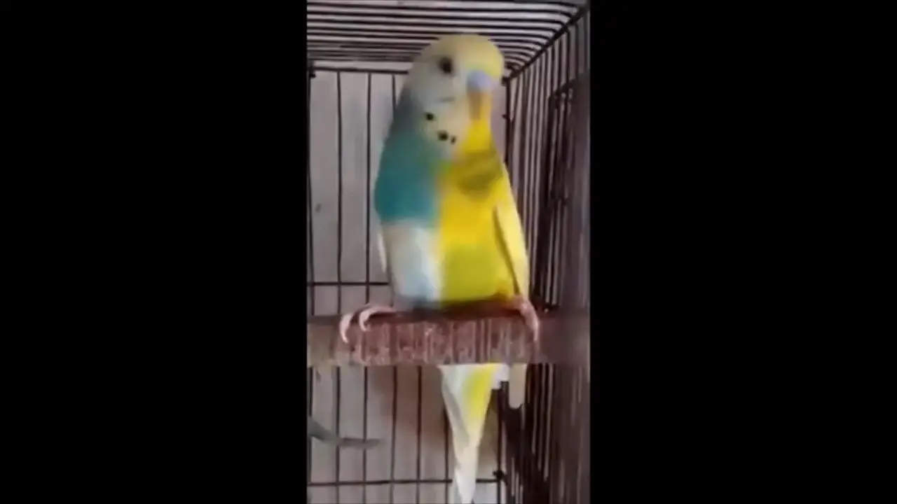 Half-sider budgies [+WITH EXAMPLES]