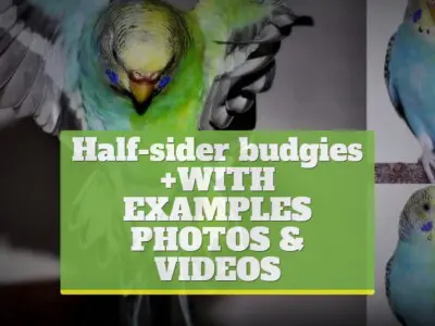 Half-sider budgies [+WITH EXAMPLES PHOTOS & VIDEOS]
