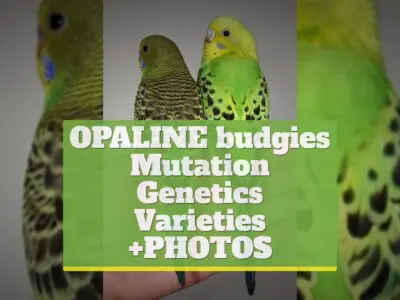 Opaline budgies, mutation, genetics, varieties [+PHOTOS]