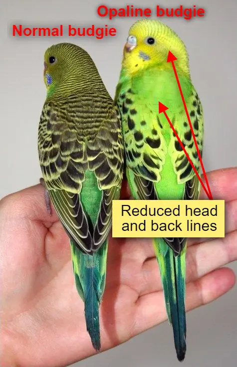 Opaline budgies & opaline mutation