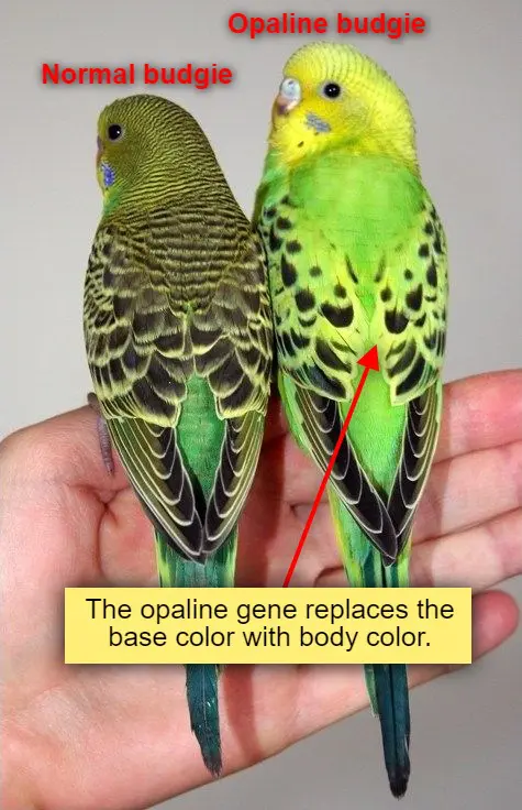 The opaline gene replaces the base color with body color.