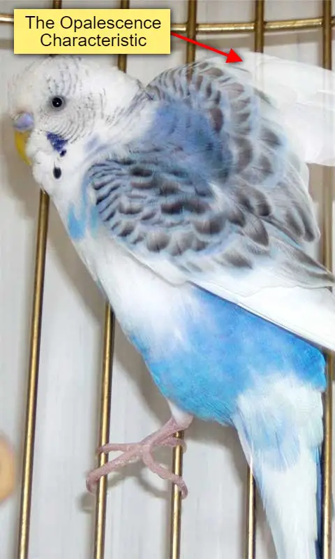 Opaline budgies & opaline mutation