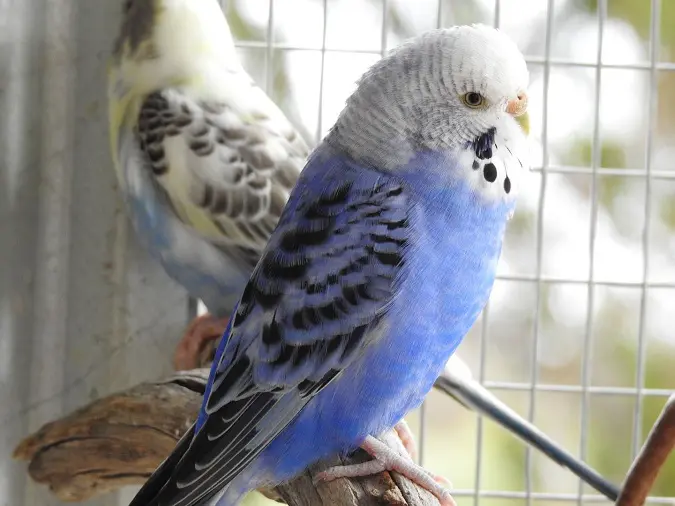 Opaline violet budgie