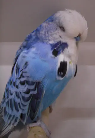 Opaline cobalt budgie