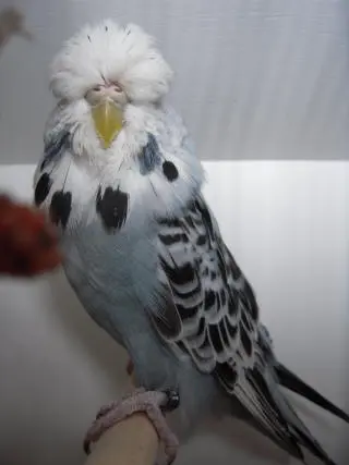 Opaline gray budgie