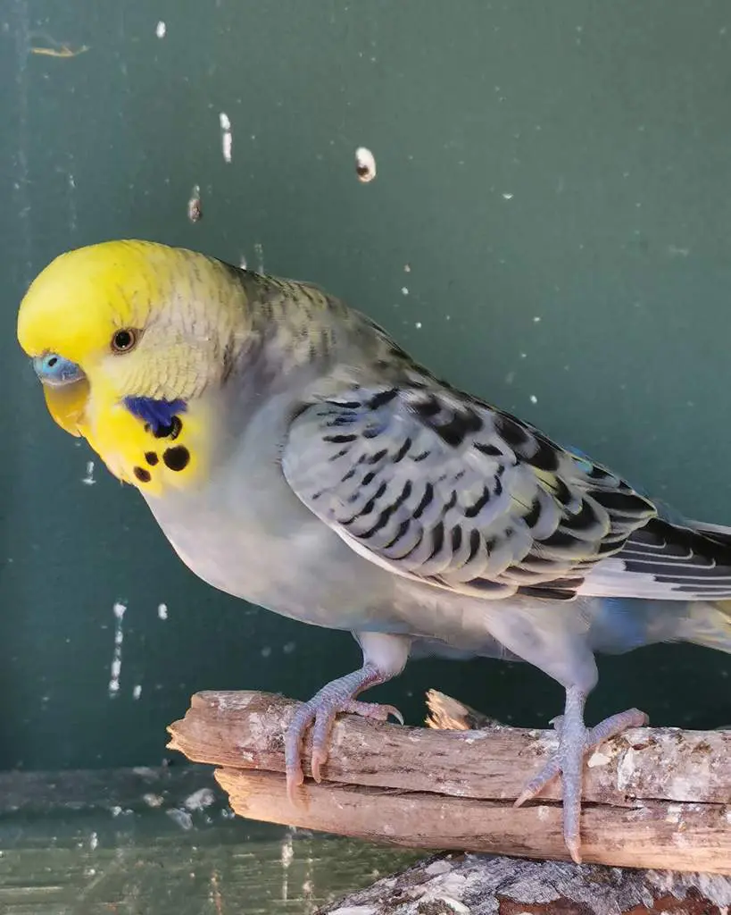 Opaline goldenface mauve budgie