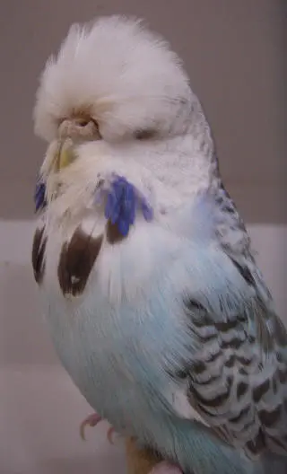 Opaline cinnamon sky blue budgie