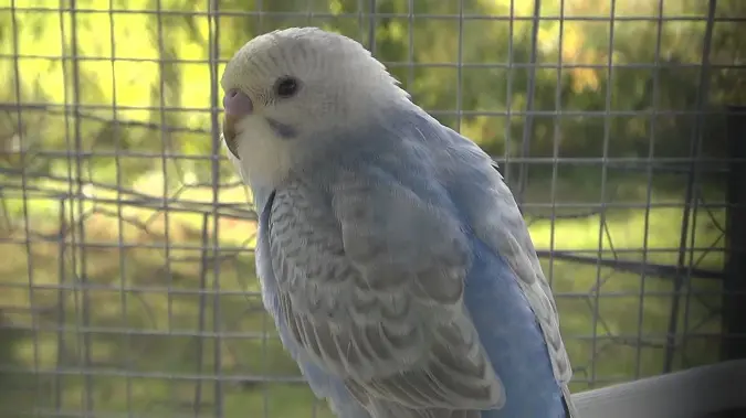 Opaline dilute budgie