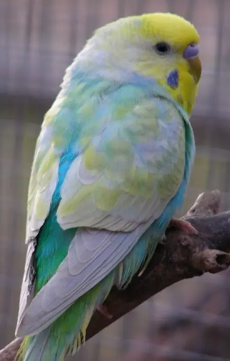 Rainbow opaline budgie