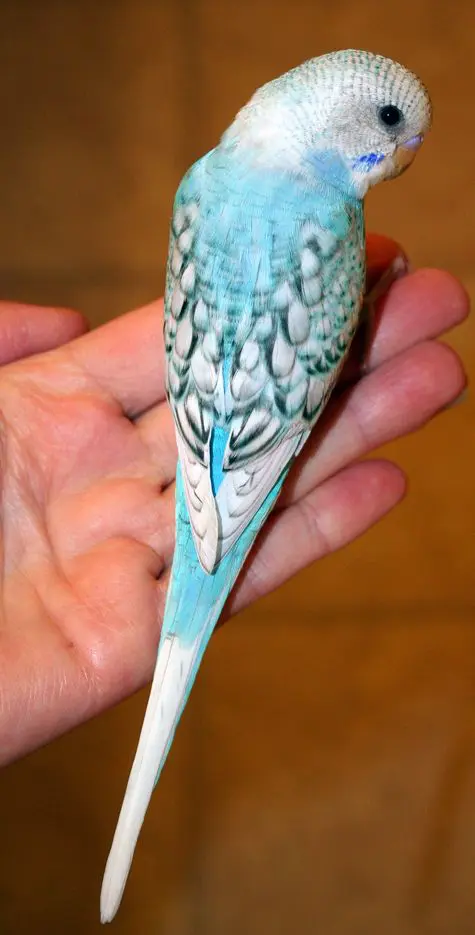 Sky blue opaline spangle budgie