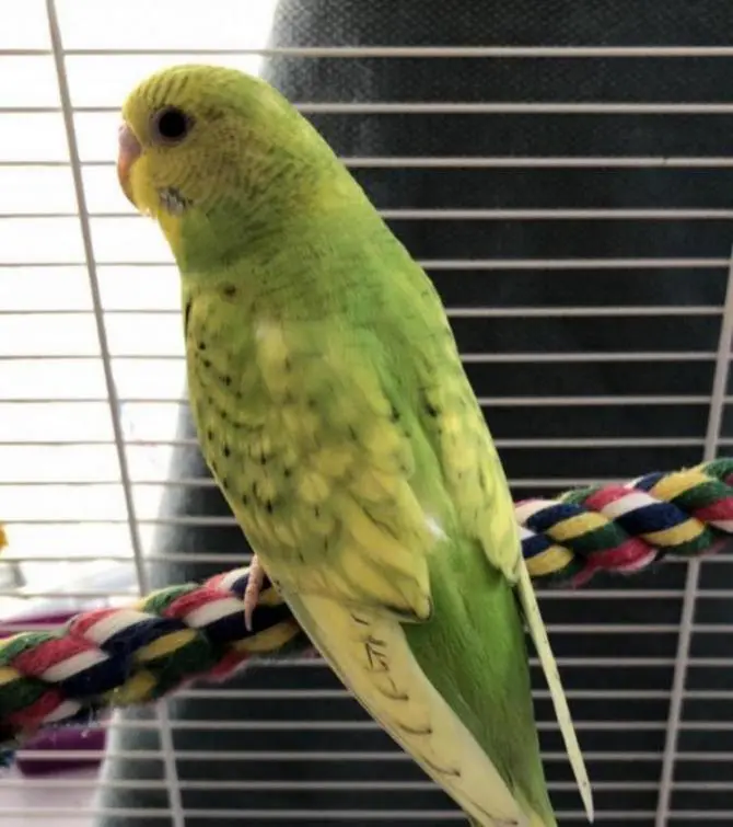 Opaline spangle light green budgie