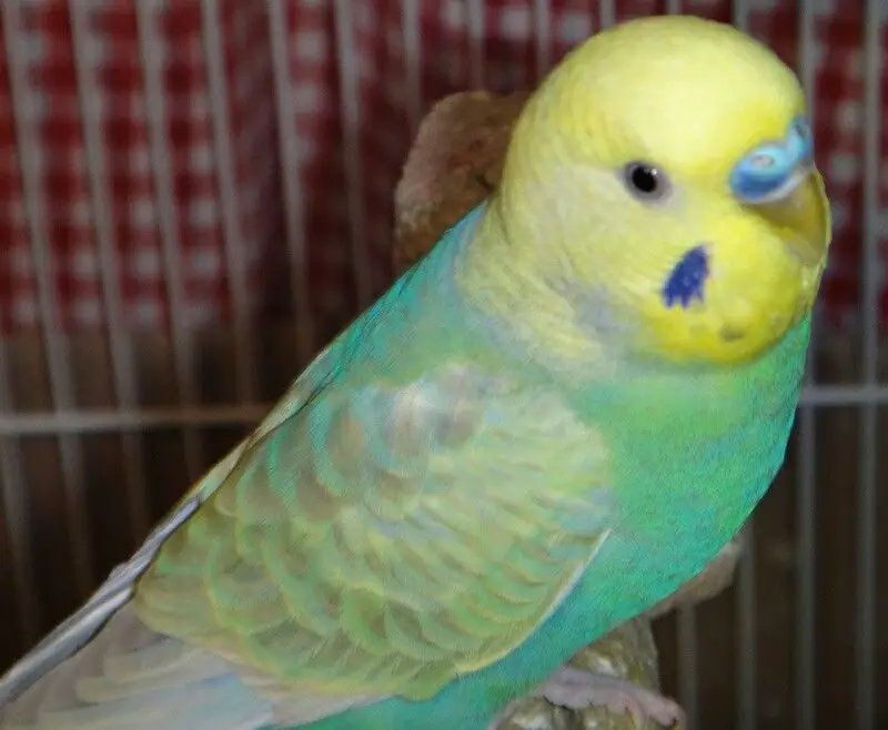 Opaline yellowface budgie