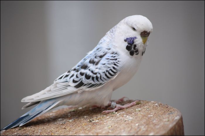 Opaline Texas clear body (TCB) budgie