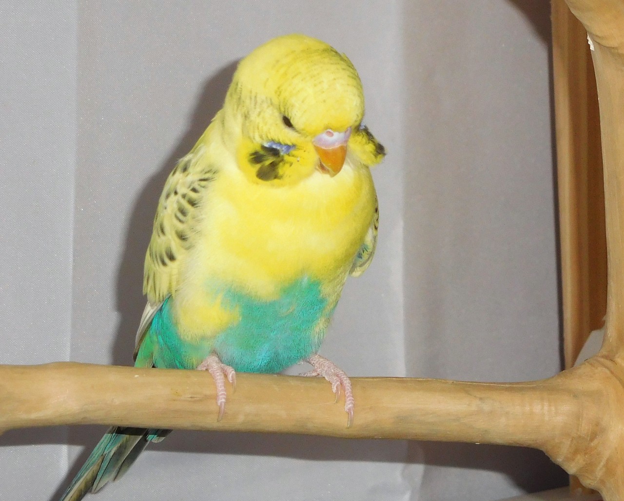 Opaline pied budgie