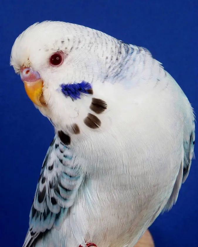 Opaline fallow budgie