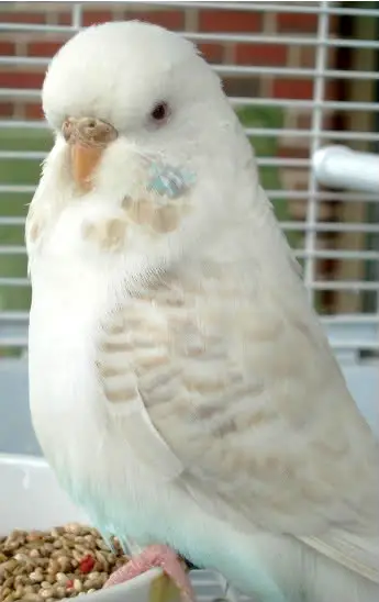 Opaline lacewing budgie