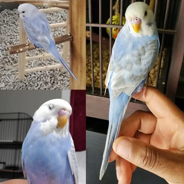 Opaline greywing budgie