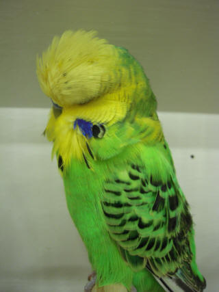 Opaline English and exhibition budgie