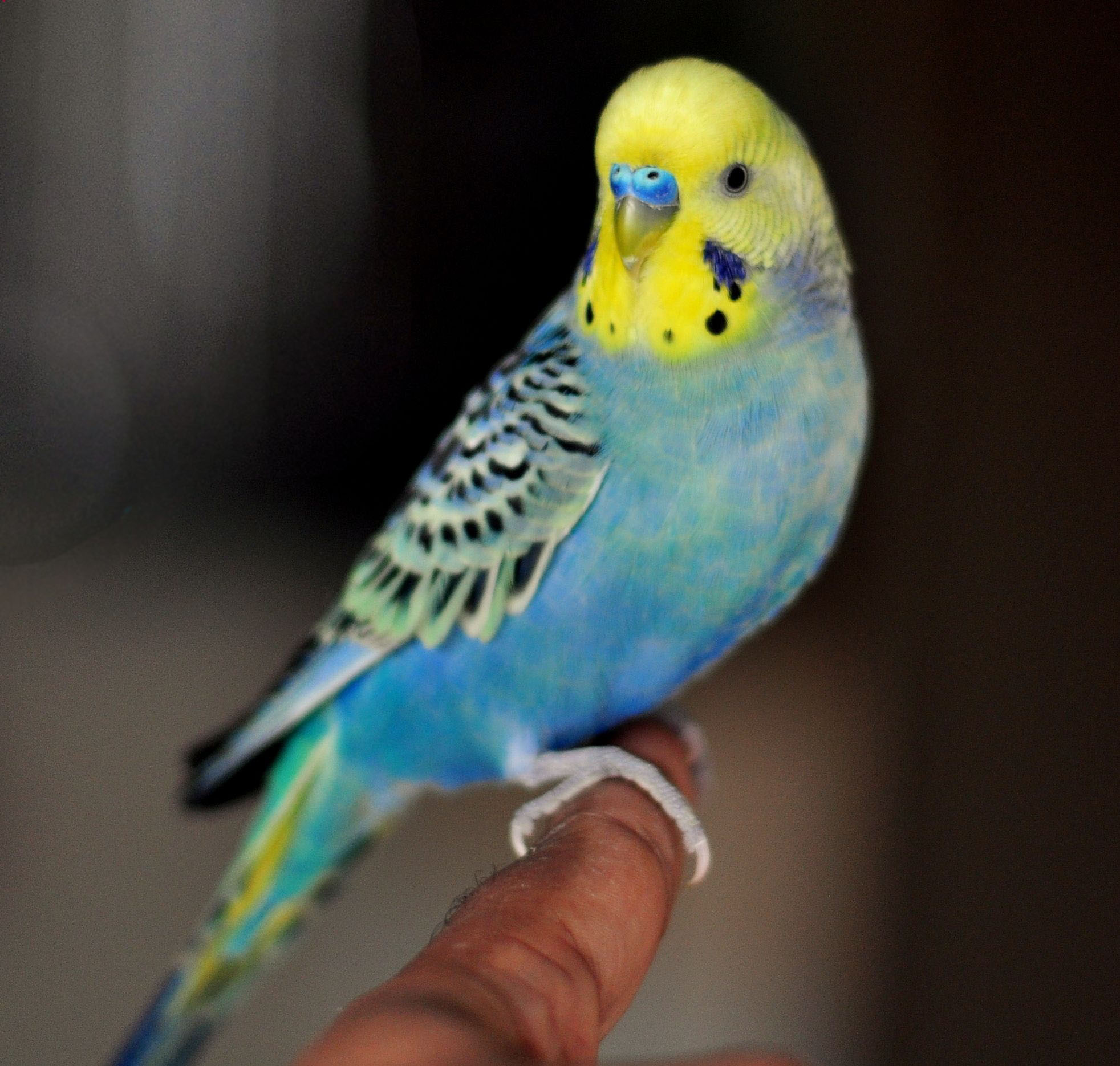 Cobalt rainbow budgie photo