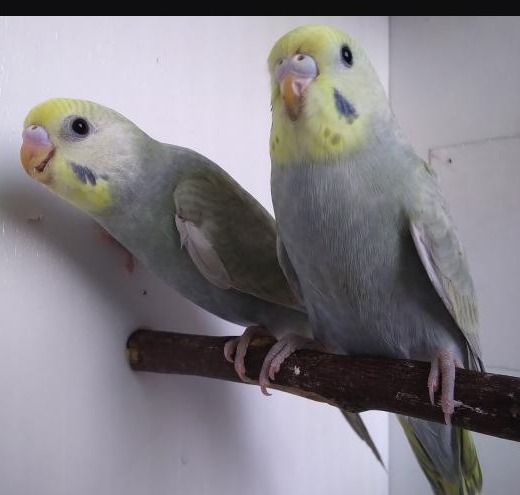 Mauve rainbow budgies photo