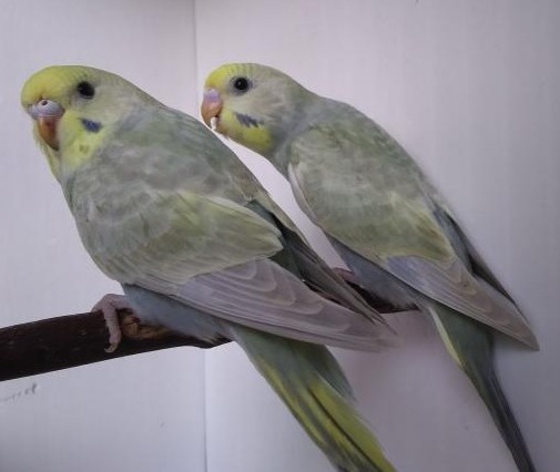 Mauve rainbow budgies photo