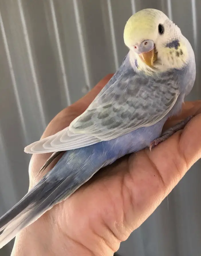 Violet rainbow budgie photo