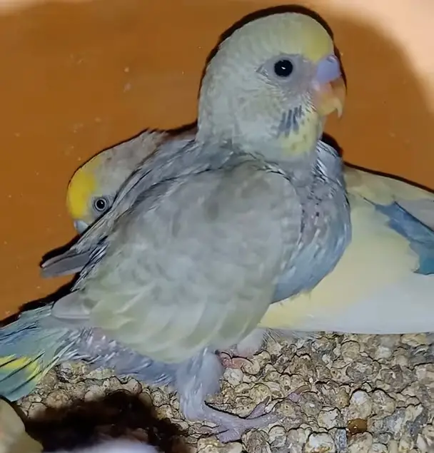 A gray rainbow budgie photo