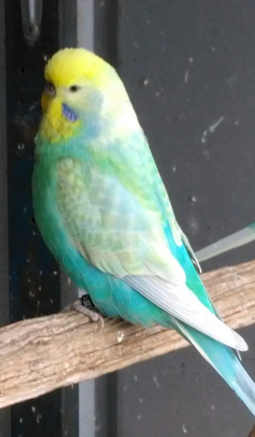 English rainbow budgie photo