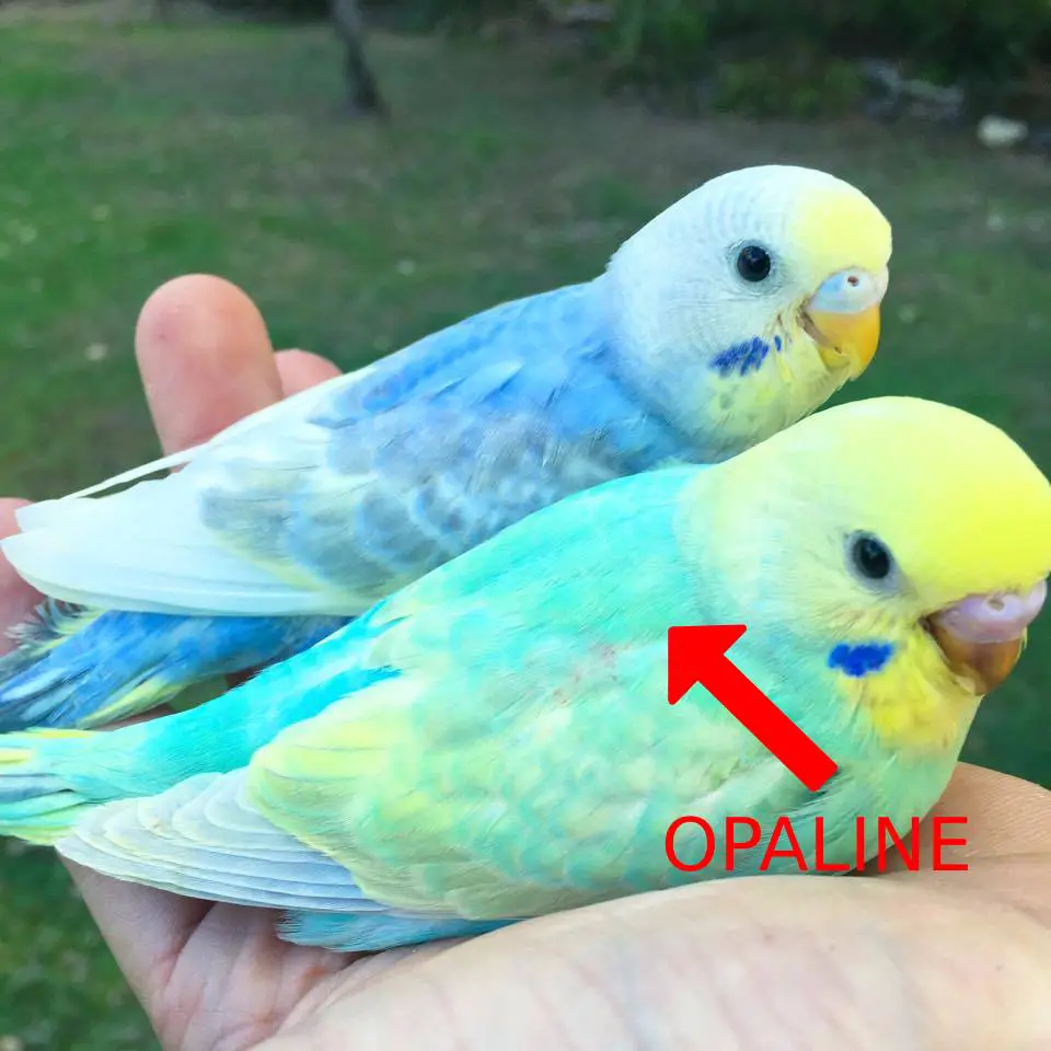 Rainbow budgie opaline mutation