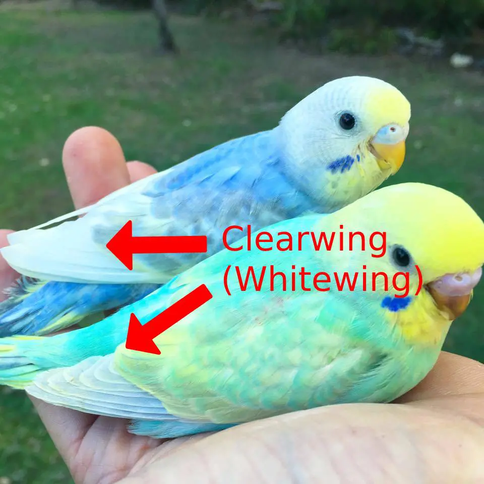 Rainbow budgie clearwing (Whitewing) mutation