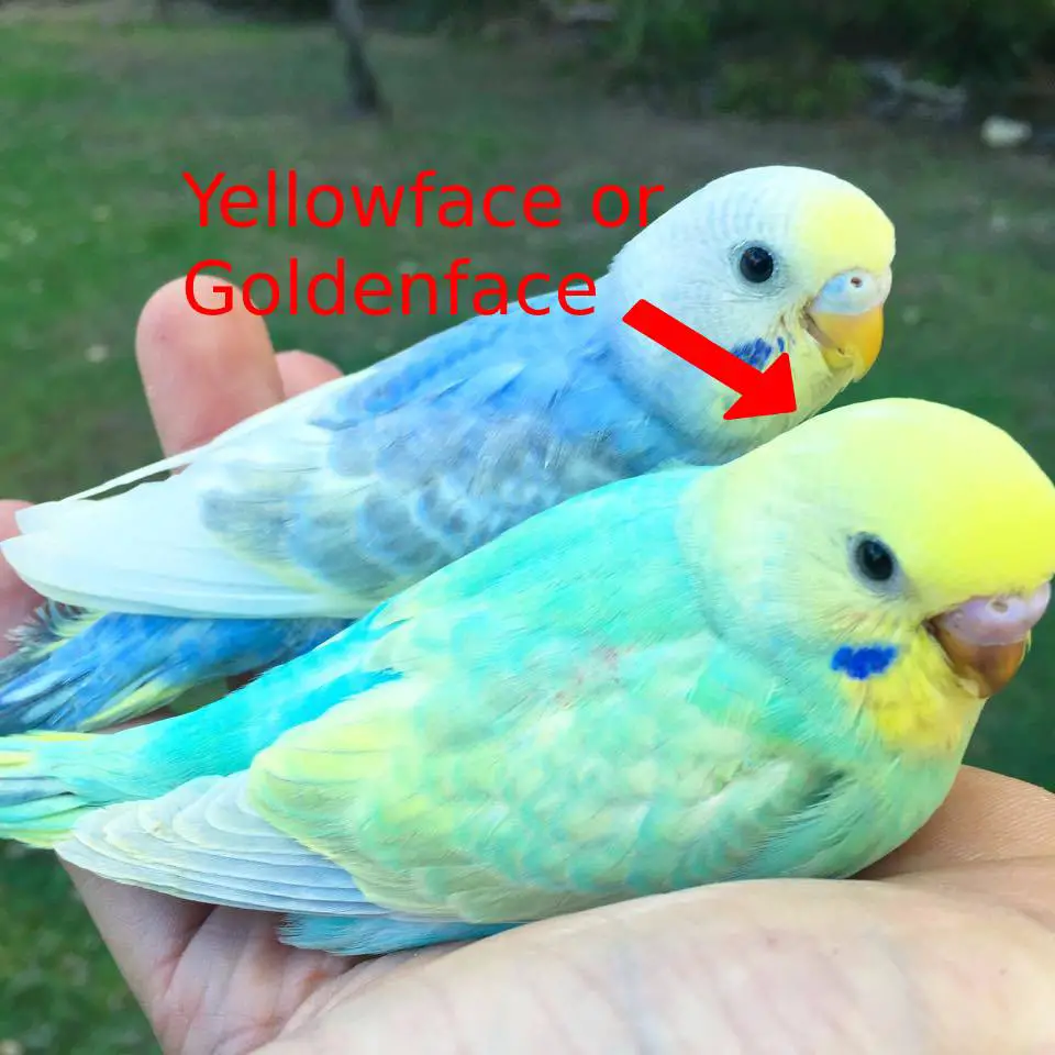 Rainbow budgie yellowface or goldenface mutation