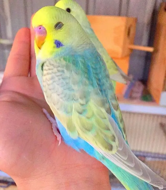 Rainbow budgies