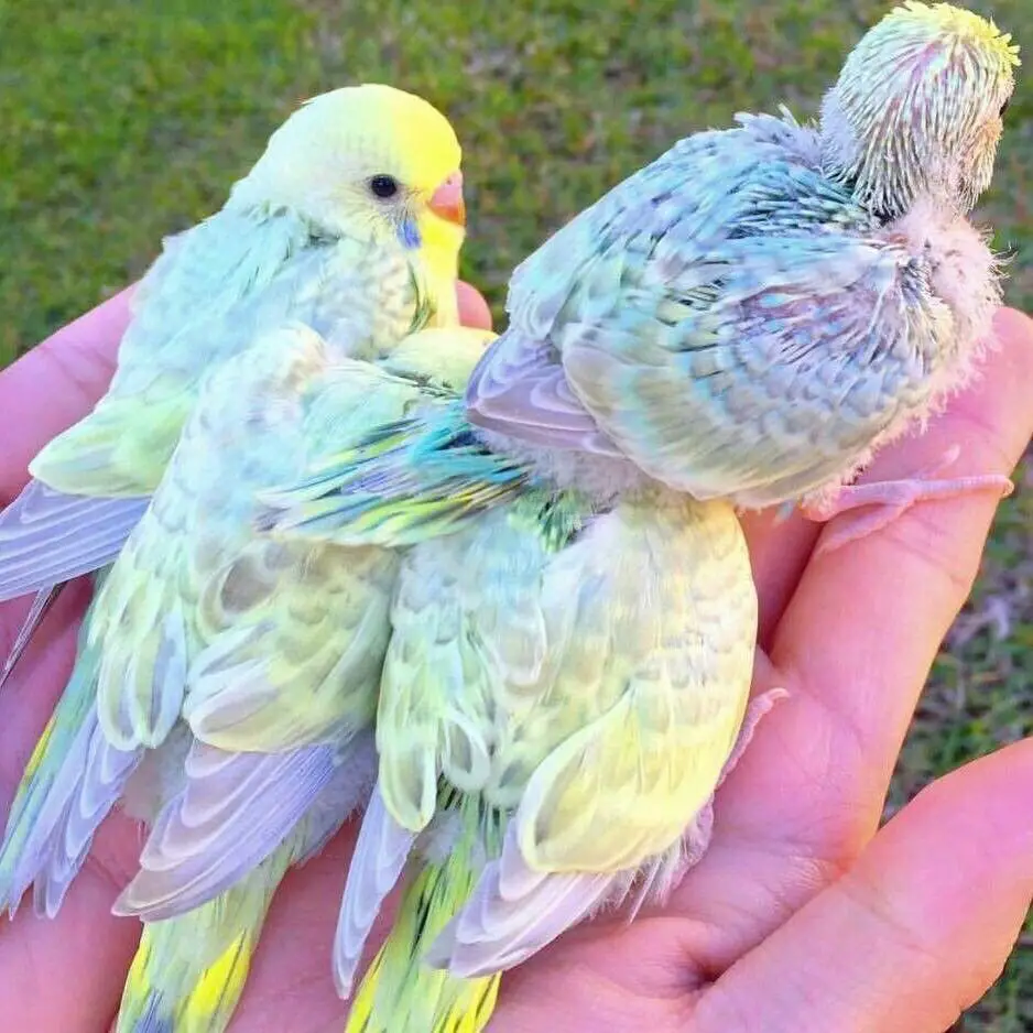 Baby rainbow budgies photo